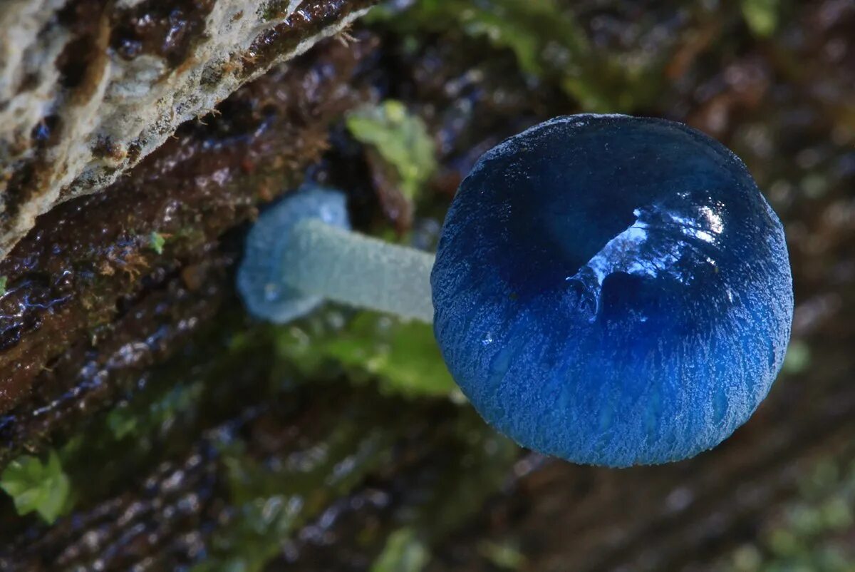 Редкие грибы россии фото File:Mycena interrupta 534503.jpg - Wikimedia Commons