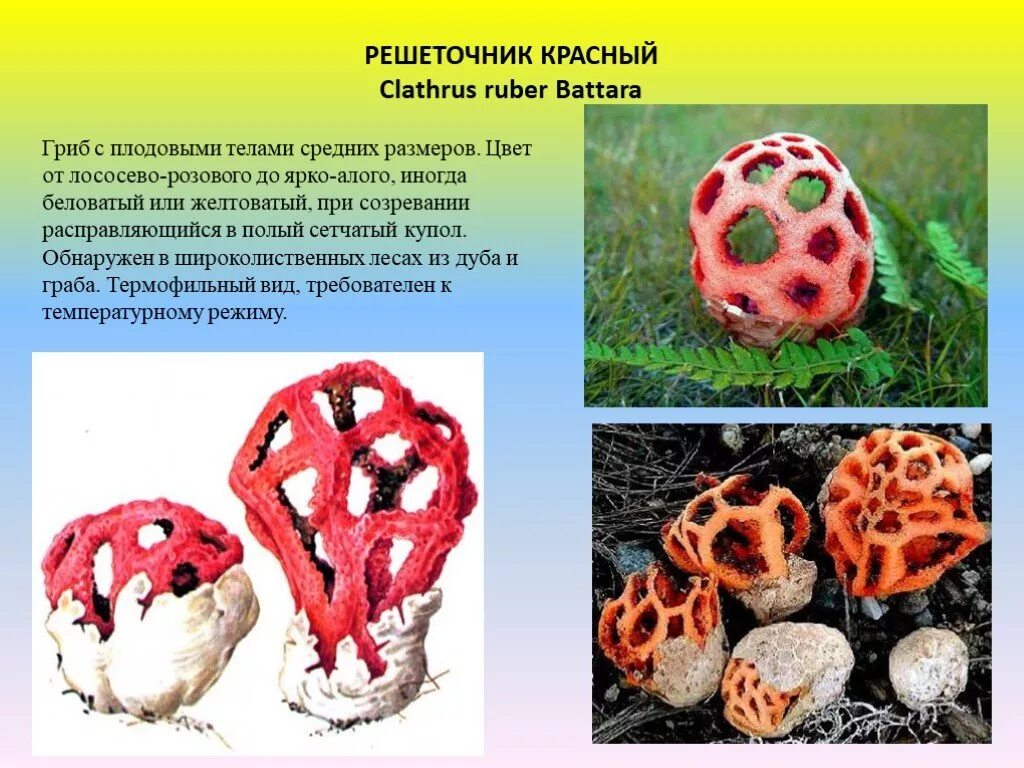 Редкие грибы россии описание и фото Презентация "Охрана природы" (7 класс) по биологии - скачать проект