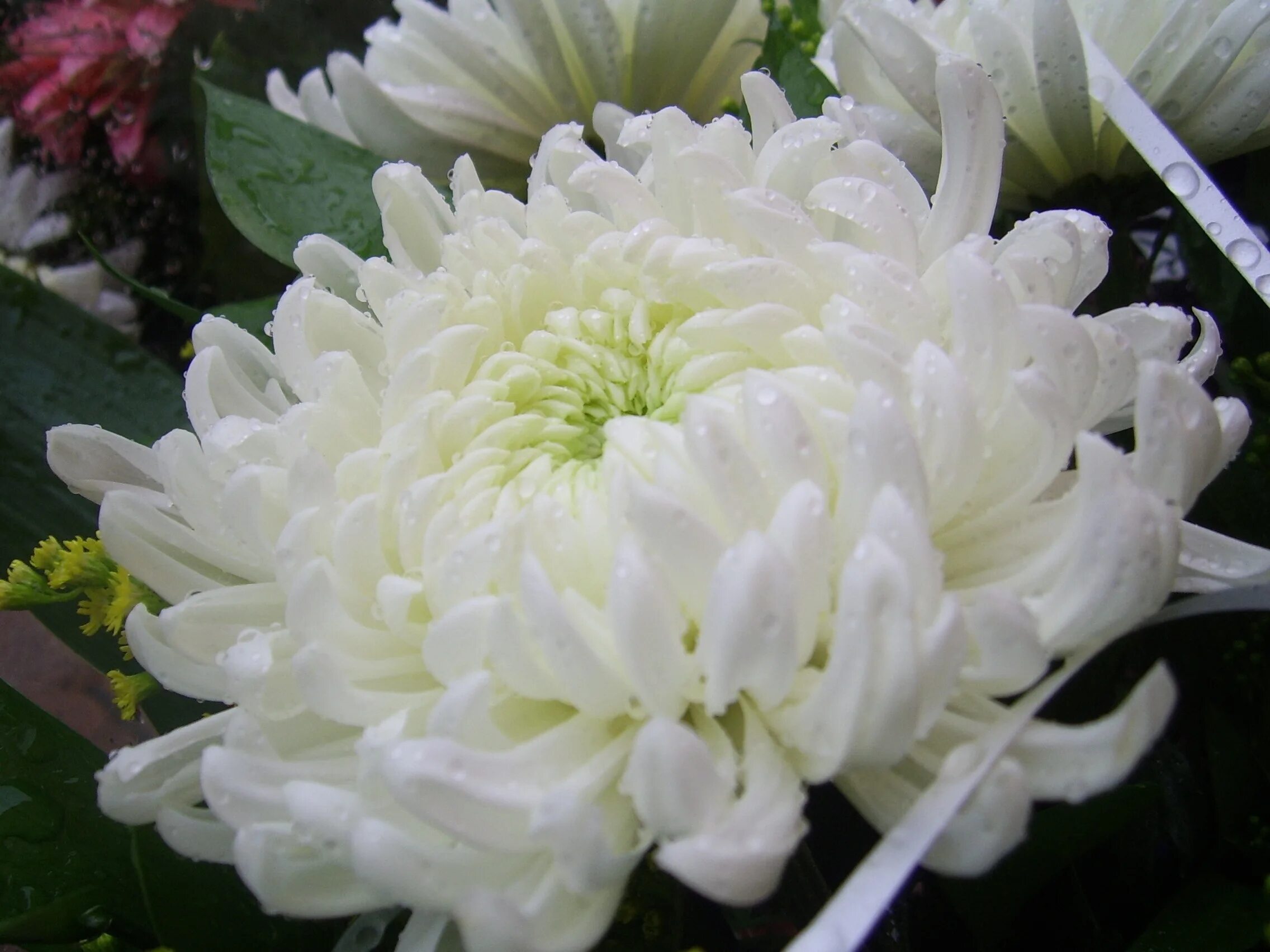 Редкие хризантемы фото White chrysanthemum flowers free image download