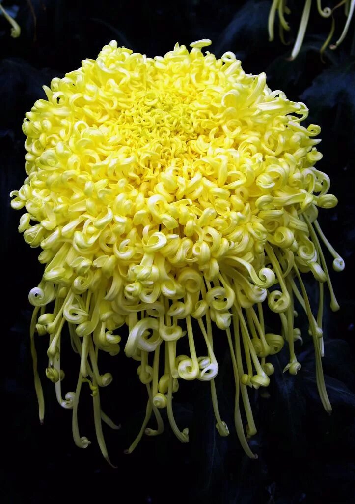 Редкие хризантемы фото Yellow chrysanthemum Yellow chrysanthemum, Amazing flowers, Exotic flowers