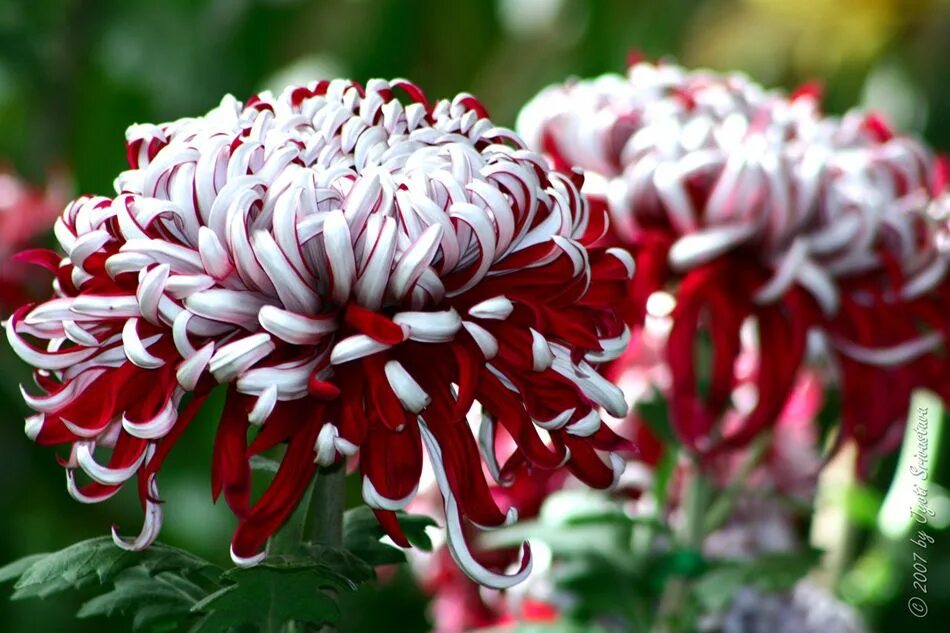 Редкие хризантемы фото Chrysanthemum "Lilli Gallon" Chrysanthemum flower, Beautiful flowers, Chrysanthe