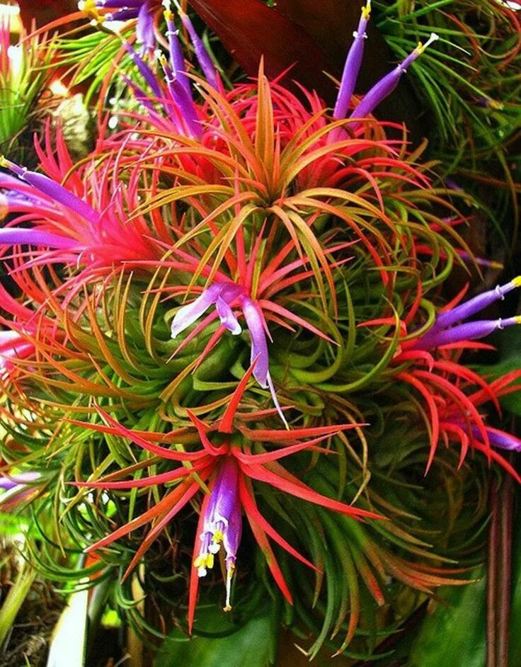 Редкие комнатные растения фото и названия Tillandsia ionantha - a pequena bromélia colorida. Exotic flowers, Plants, Flowe