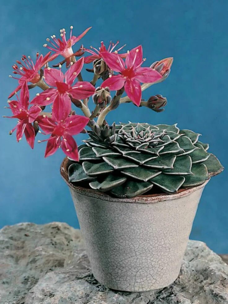 Редкие комнатные растения фото и названия Tacitus bellus (Chihuahua Flower) - World of Succulents Plantas crasas, Suculent