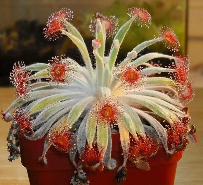 Редкие комнатные растения фото и названия Купить Drosera Ordensis Carnivorous Very Rare Plant 5 seeds Woolly Sundew Petiol