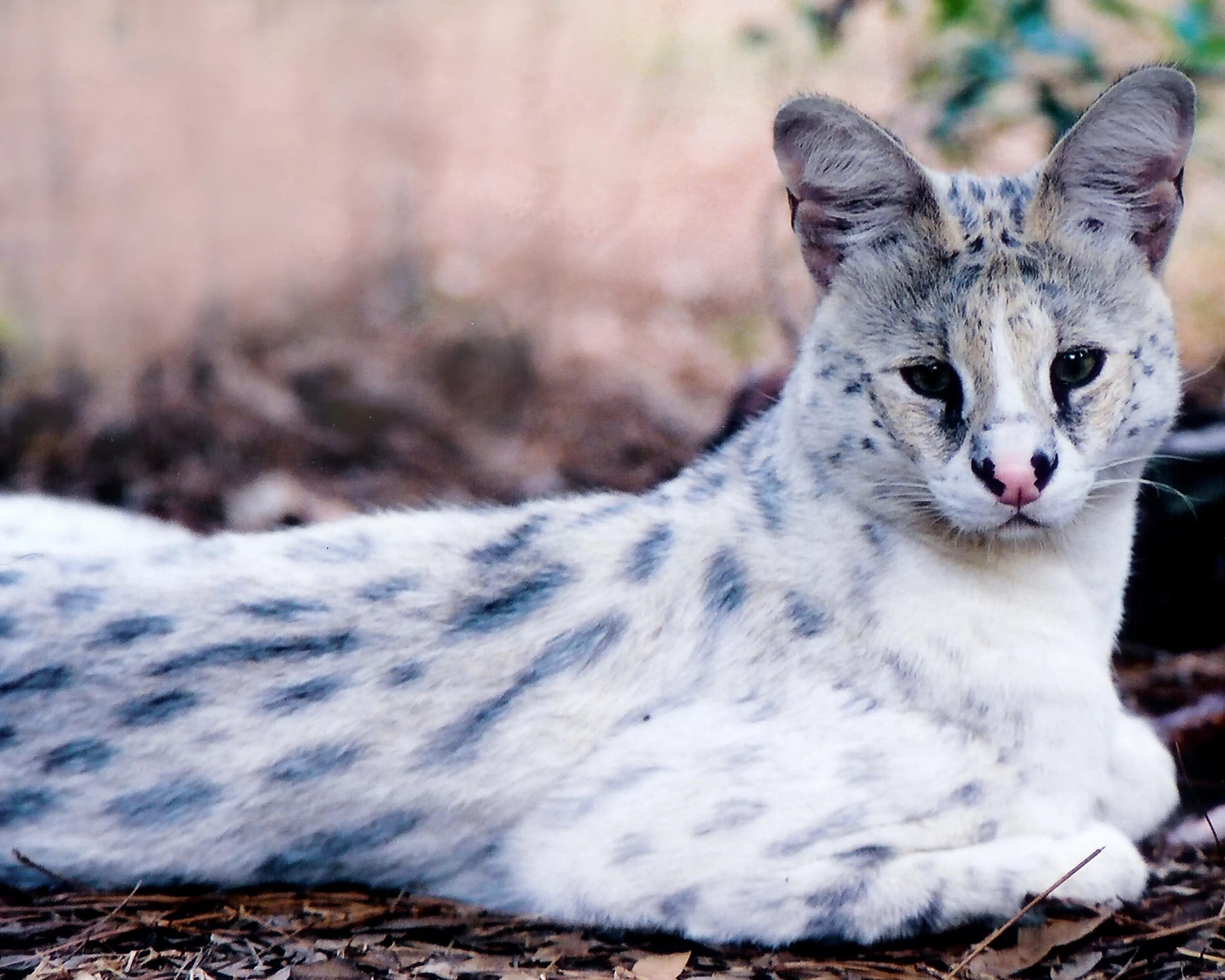 Редкие кошки фото Tonga the white serval. Poor baby had his nose removed due to nose tumor :( Rare