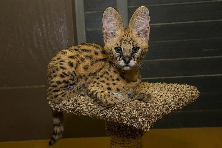 Редкие кошки фото Serval Kitten Serval kitten, African serval cat, Exotic cats