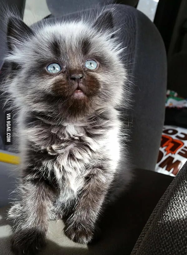 Редкие котята фото Beautiful kitten with blue eyes - 9GAG