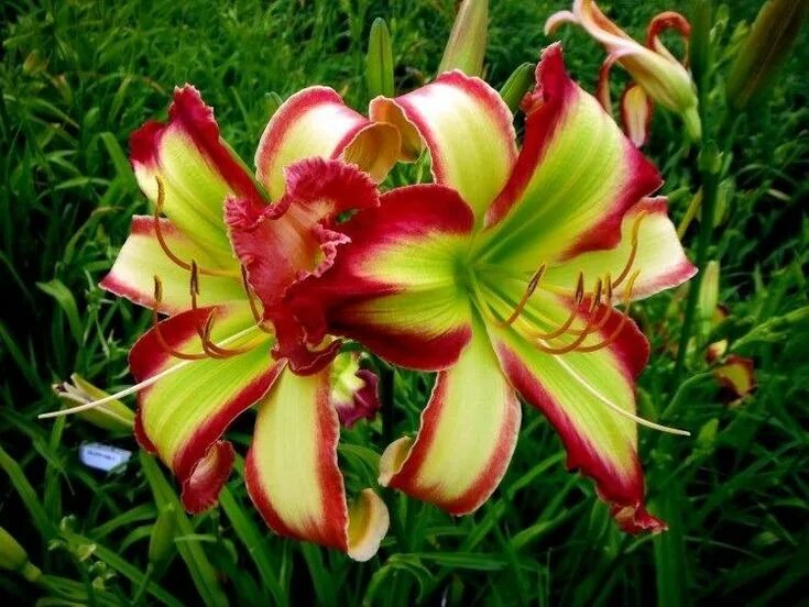 Редкие лилии фото Интересные и необычные сорта лилейников Daylily garden, Exotic flowers, Day lili