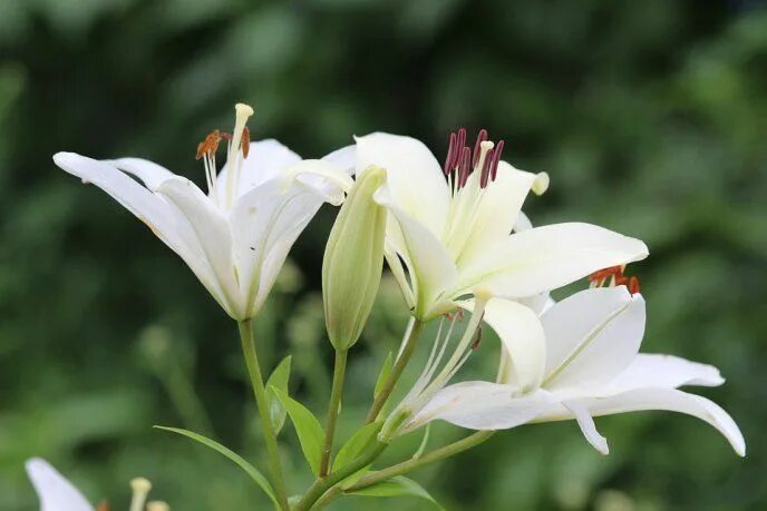 Редкие лилии фото 4 plantas de interior que pueden resolver problemas de la piel seca Poisonous pl