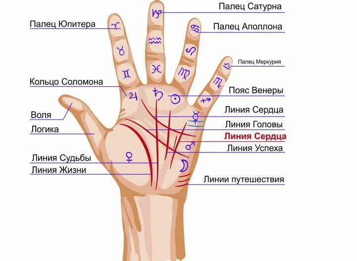 Редкие линии на ладони значение фото Линия жизни раздваивается на две ветви - что это обозначает Хиромантия, Знаки, З