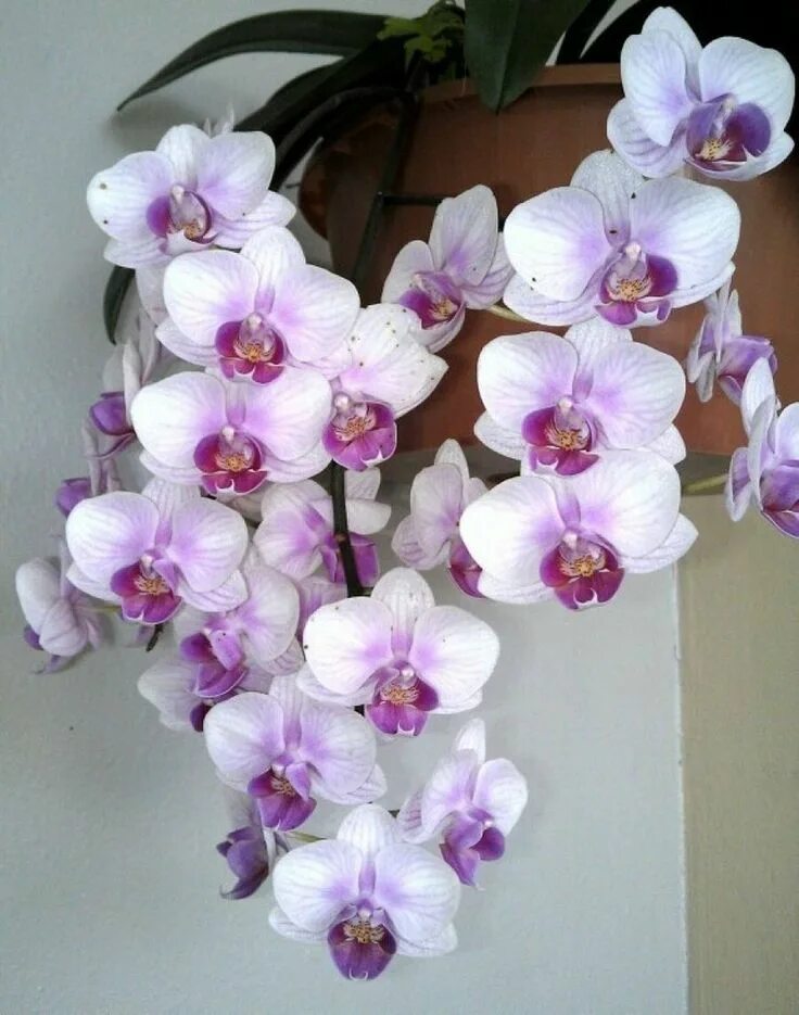 Редкие орхидеи фаленопсис фото и названия Orquídea Phalaenopsis - Aprenda a Como Cultivar - Orquídeas dendrobium, Orquidea