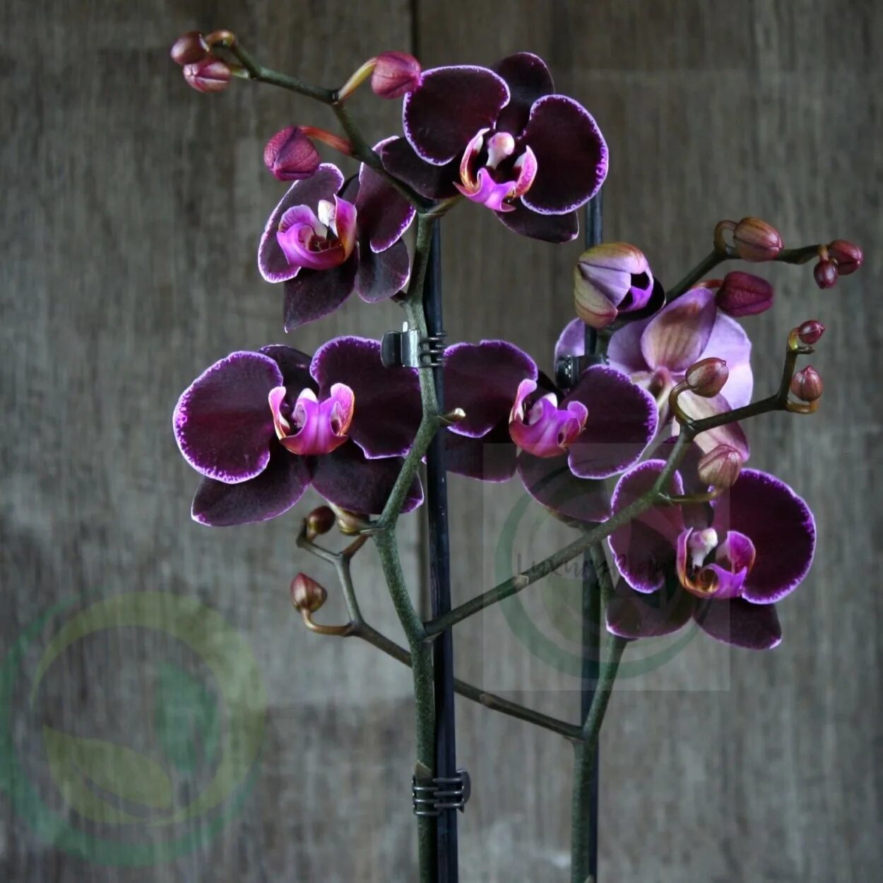 Pin de GhadA Elsayed em Flowers Orquídeas, Orquidea, Orquideas phalaenopsis