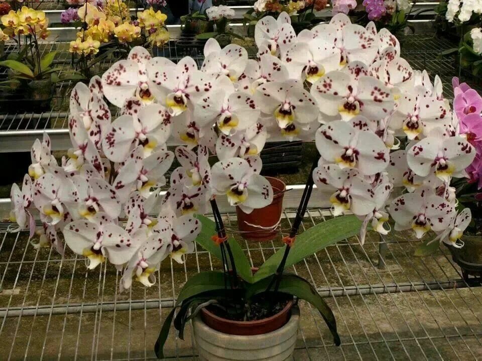 Редкие орхидеи фото Орхидеи Beautiful orchids, Indoor orchids, Orchids