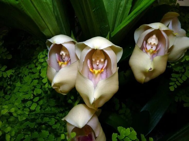 Редкие орхидеи фото Интересные и необычные орхидеи Baby orchid, Orchids, Flowers