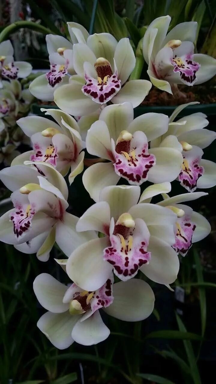 Редкие орхидеи фото Pin en Orchideen Flores bonitas, Flores exóticas, Plantas de orquideas