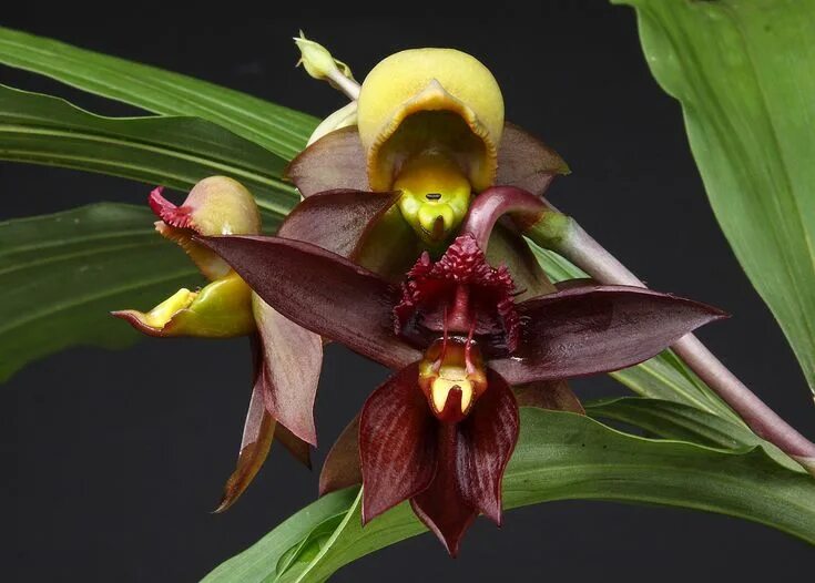 Редкие орхидеи фото Exquisite Catasetum Osakadianum Orchid