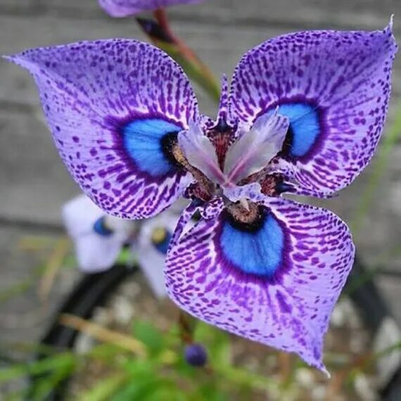 Редкие орхидеи фото Purple blue Orchids seeds morea villosa iris code 290 Etsy