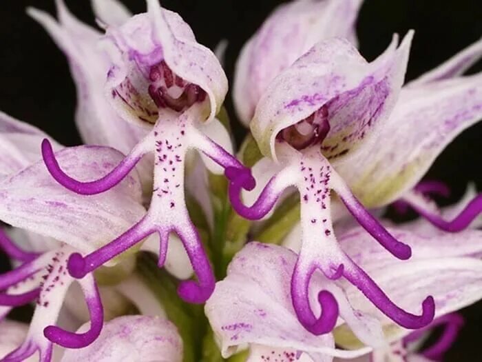 Редкие орхидеи фото Orchis Italica Семена цветов, Цветки орхидеи, Идеи посадки растений