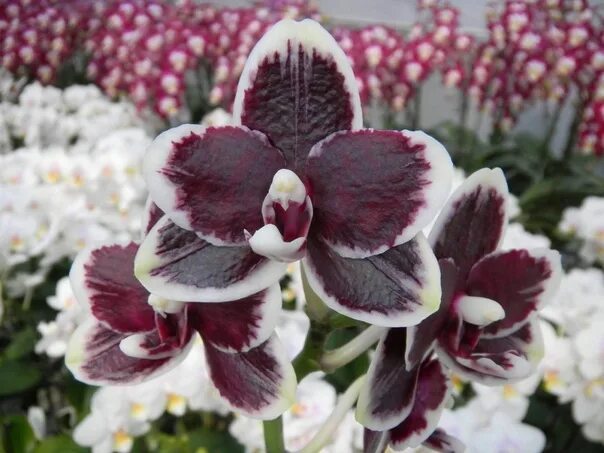 Редкие орхидеи фото Наименование: GW275 Phal. Фотография из альбома Josеph Wu Orchids 3 - 7 из 80 ВК