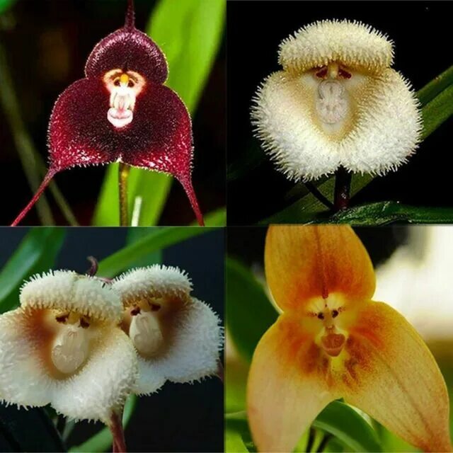 Редкие орхидеи фото и названия 10 Rare Monkey Face Orchid Seeds Cymbidium Seed Garden Flowers S093 eBay