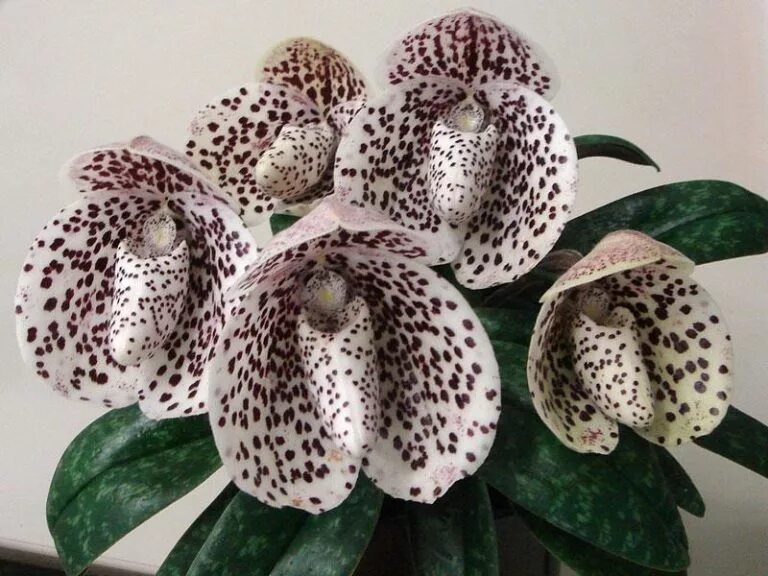 Редкие орхидеи фото и названия Paph. Belatullum Passiflora.ru - Сервис коллективных заказов