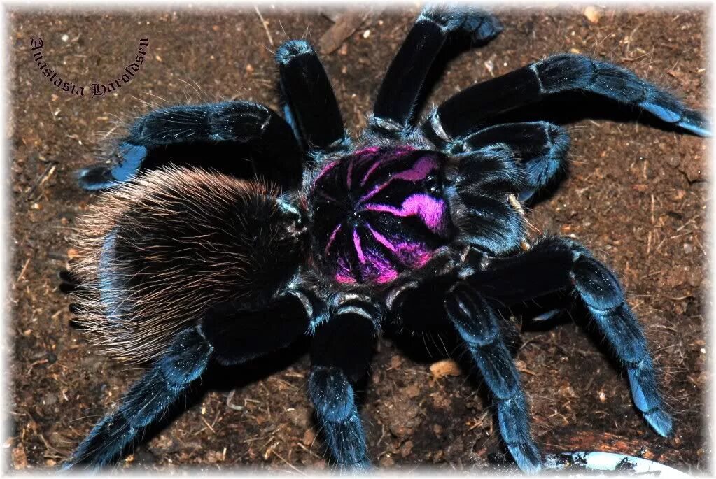 Редкие пауки фото Xenesthis intermedia Arachnids spiders, Spider art, Animals