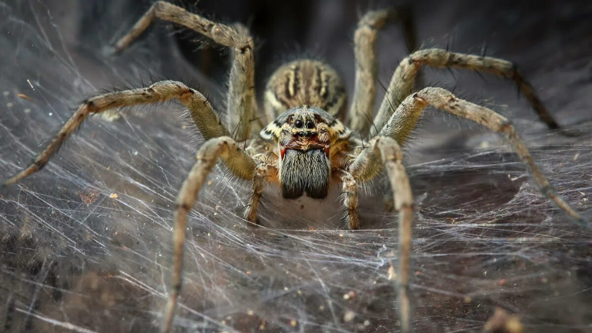 Rare EXTINCT 'wolf spider' that hides in holes and hunts prey at night rediscove