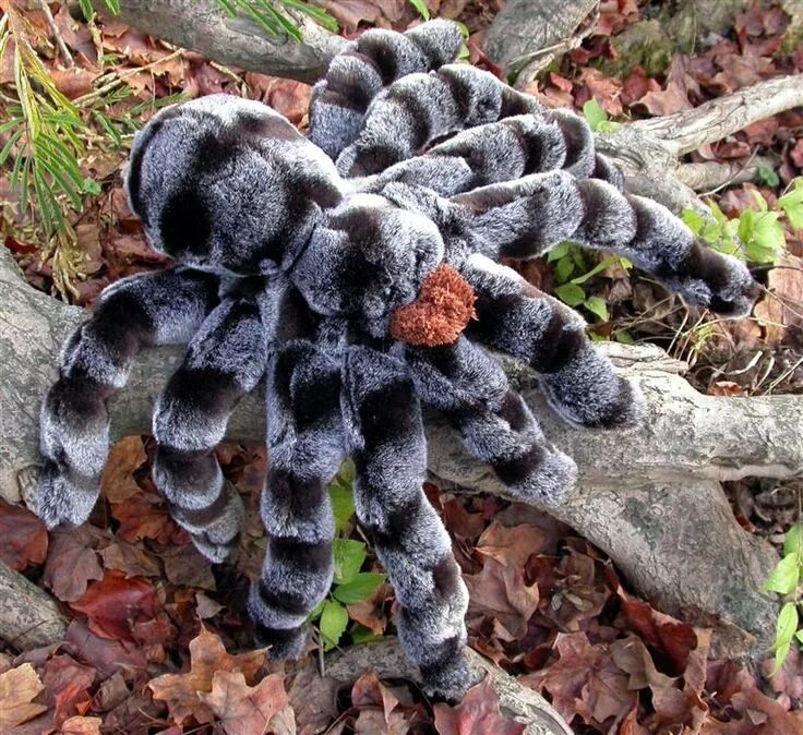 Редкие пауки фото Amazing Tarantula spider - Giant Tarantula Facts, Photos, Information, Habitats,