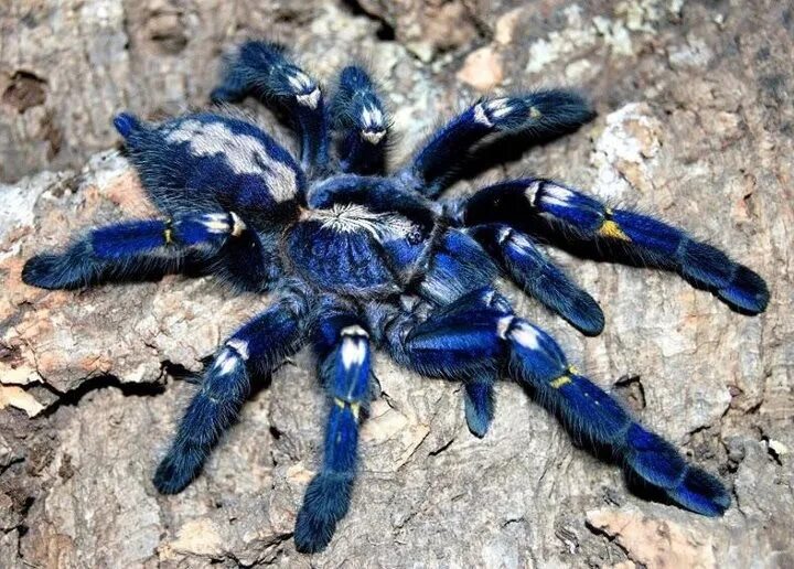 Редкие пауки фото poecilotheria metallica Poecilotheria metallica, Pet tarantula, Spider