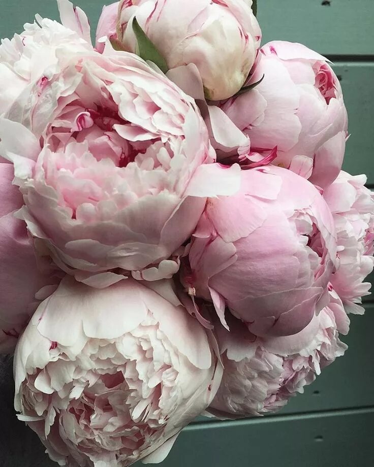 Редкие пионы фото Pin on пионы Peonies, Flowers, Flower therapy