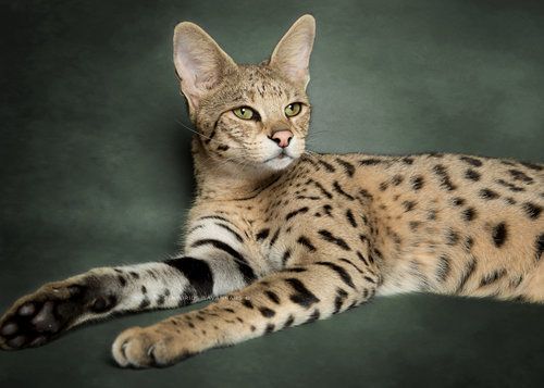 Редкие породы кошек фото Savannah Cats Savannah cat, Savannah chat, African serval cat