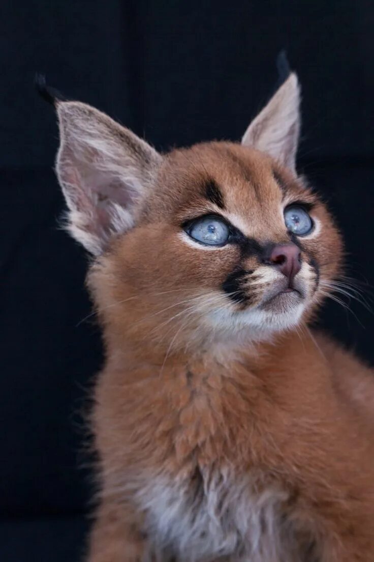 Редкие породы кошек фото Самая редкая порода кошек в мире - 59 фото Cat breeds, Caracal kittens, Baby kit