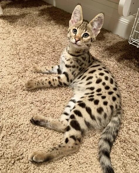 Редкие породы кошек фото Top 10 leopard cat ideas and inspiration