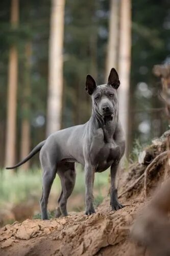 Редкие породы собак фото Thai Ridgeback vs Mountain Burmese - Breed Comparison Thai ridgeback, Dog breeds