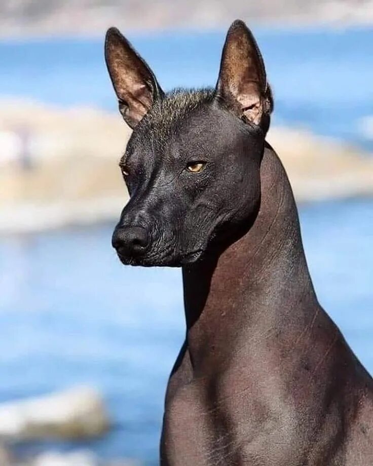 Редкие породы собак фото Pin by Massimo Cesarii on Fauna Mexican hairless dog, Hairless dog, Xoloitzcuint