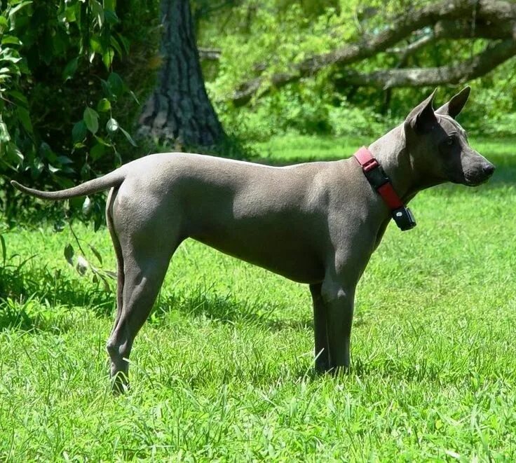 Редкие породы собак фото Thai Ridgeback Dog Thai ridgeback, Dogs, Dog breeds