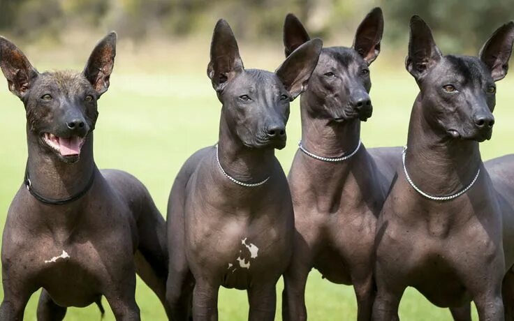 Редкие породы собак фото Wazzat Xoloitzcuintle - Xoloitzcuintle Breeder in Bunbury, Australia Hairless do