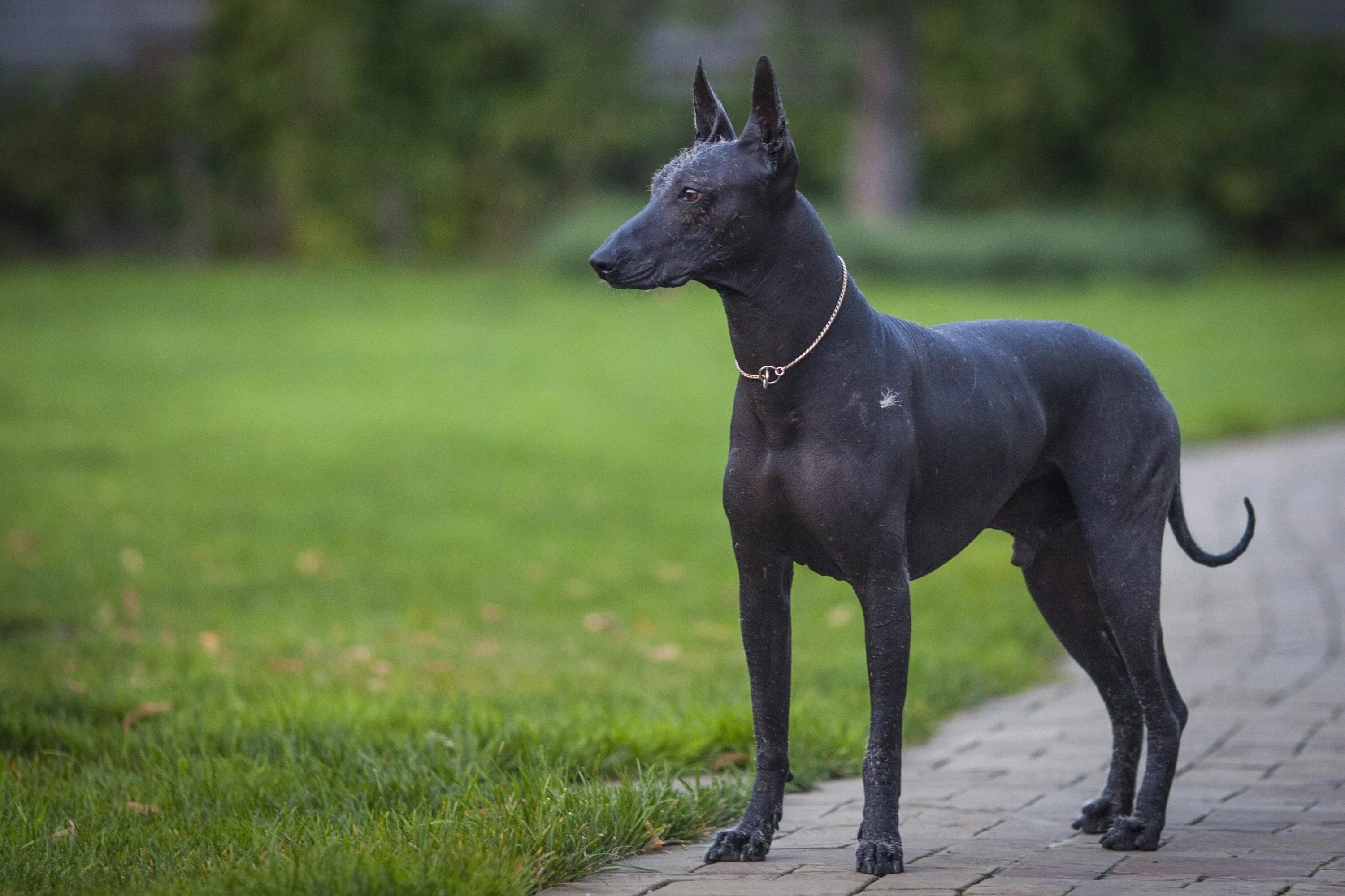 Редкие породы собак фото Xoloitzcuintli Hairless dog, Mexican hairless dog, Pharaoh hound