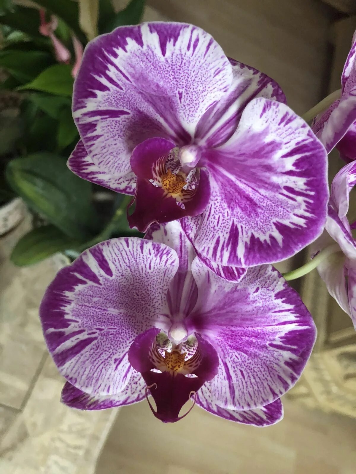 Редкие сорта орхидей фаленопсис фото и названия Pin on Orquídeas do gênero Phalaenopsis