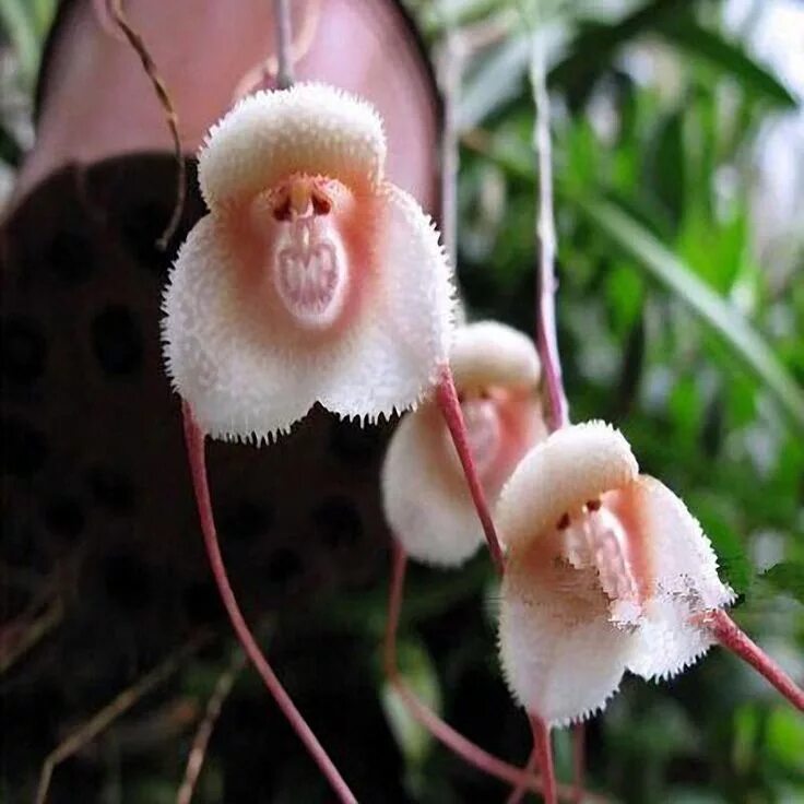 Редкие цветы в горшках фото и название Egrow 200PCS Monkey Face Orchids Seeds Multiple Varieties Plants Garden Bonsai F