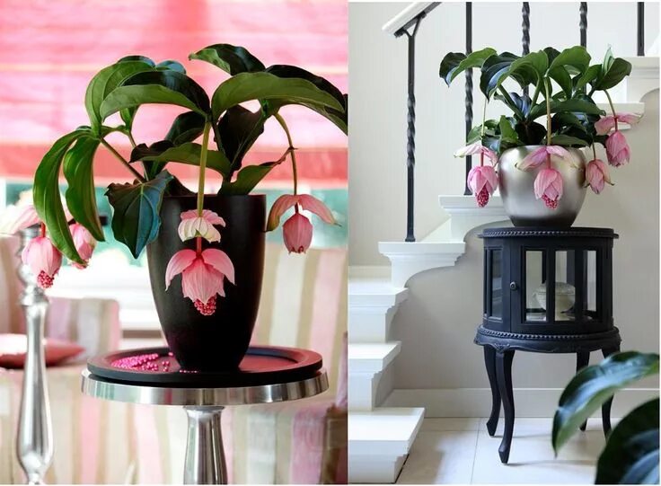 Редкие цветы в горшках фото и название Showy Medinilla Piante da interno, Pianta domestica, Piante