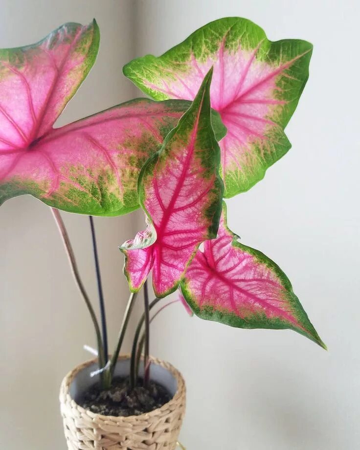 Редкие цветы в горшках фото и название pink caladium Plants, House plants, House plants indoor