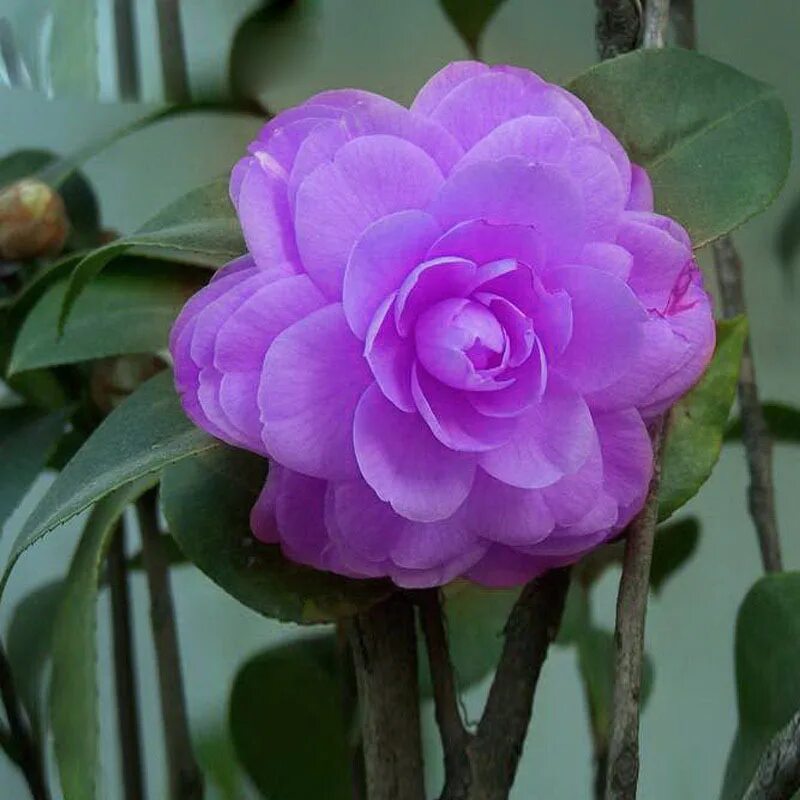 Редкие цветы в горшках фото и название Rare Purple Camellia Potted Garden Flower Potted Ornamental Plants Japanese Came