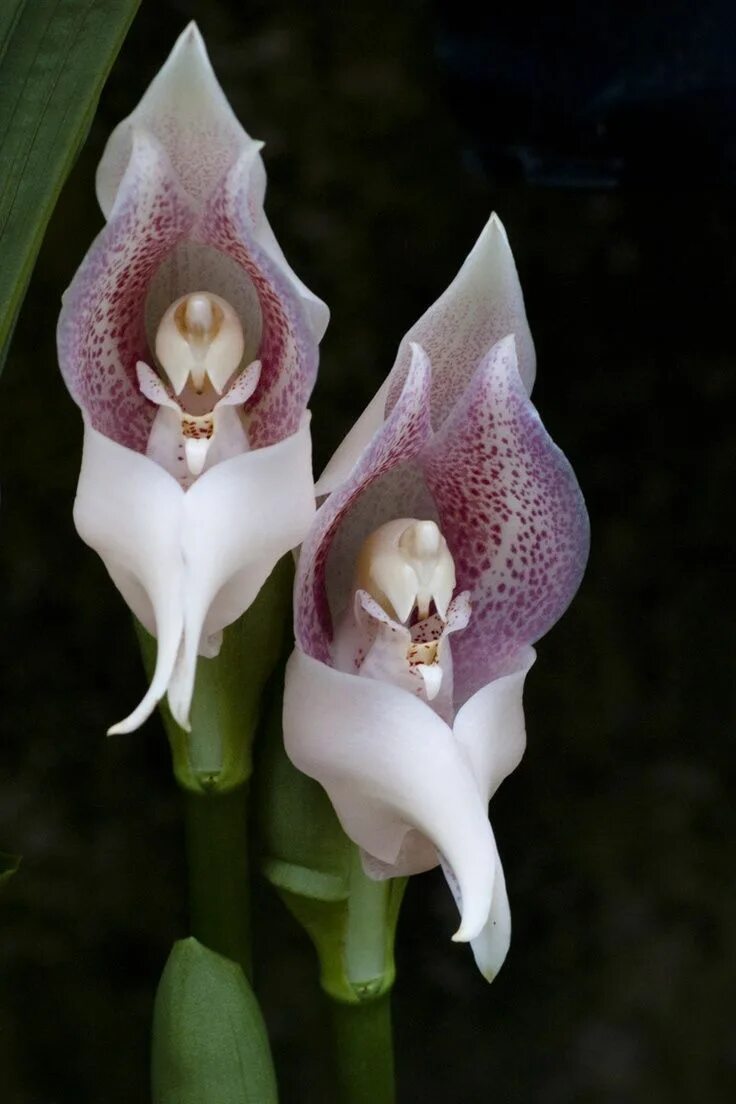 Редкие виды орхидей фото Flores de orquídea. Anjos em prece, morfologia interna incrivelmente intrincada 