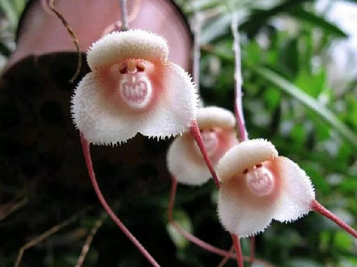 Редкие виды орхидей фото 10 Incredible Flowers and Plants That Look Like Animals Monkey orchid, Orchid se