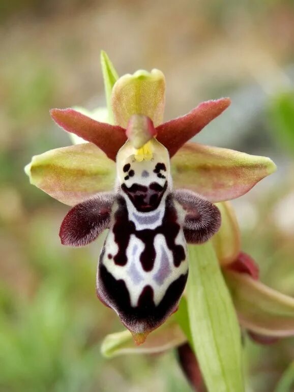 Редкие виды орхидей фото Ophrys ariadnae Orchideenarten, Seltene orchideen, Orchideen