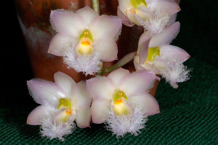 Редкие виды орхидей фото Clowesia Rosea Orchid Rare orchids, Orchids, Orchid cactus