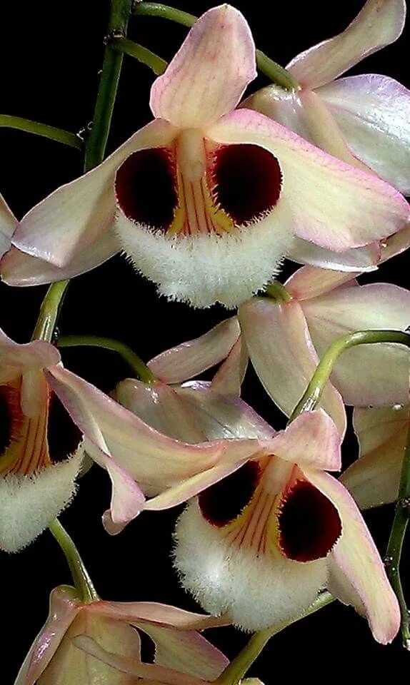 Редкие виды орхидей фото Dendrobium Pulchellum By Julek Krol Strange flowers, Beautiful orchids, Orchids