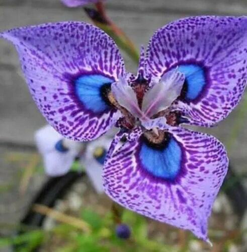 Редкие виды орхидей фото 200PCS Phalaenopsis Butterfly Orchid Seeds Colorful Balcony Pot Flower Perennial