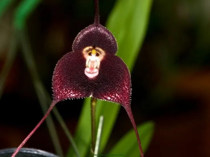 Редкие виды орхидей фото Monkey orchid, Rare flowers, Orchid seeds